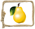 Sweet Yellow Pear