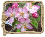 Apple Blossom