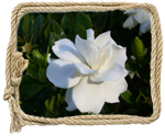 Gardenia