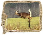 white tailed deer